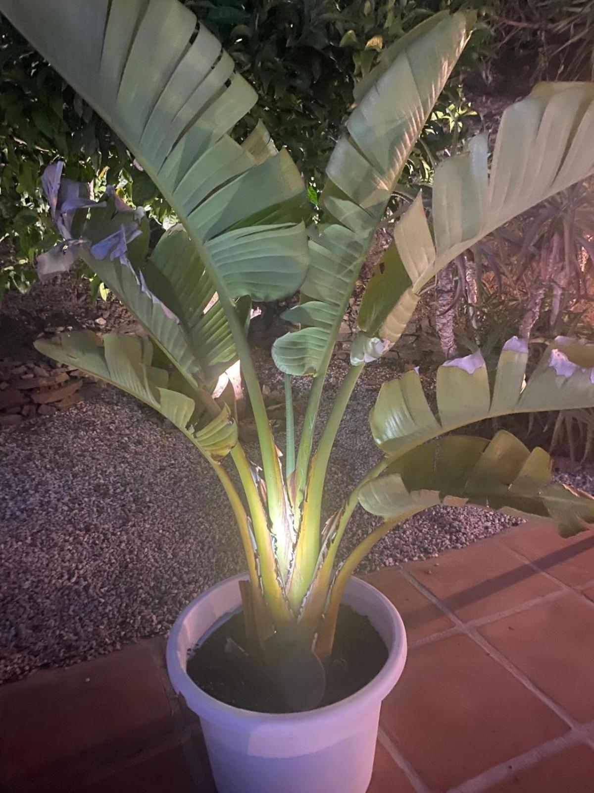 Finca Angelita Torrox Kültér fotó