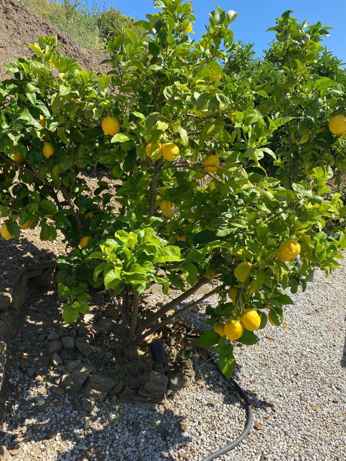 Finca Angelita Torrox Kültér fotó